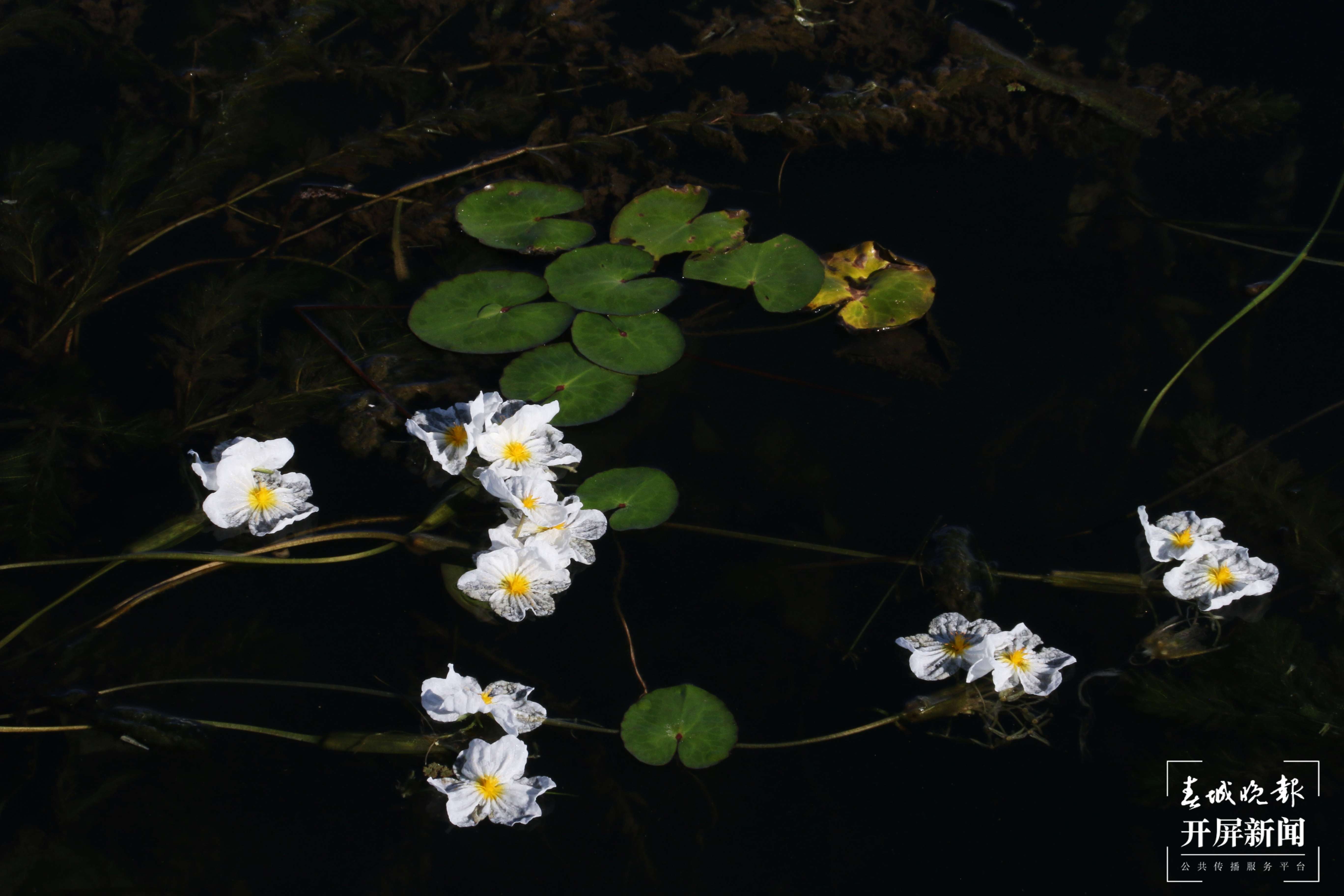 洱滨村海菜花开，太仙了！3.jpg