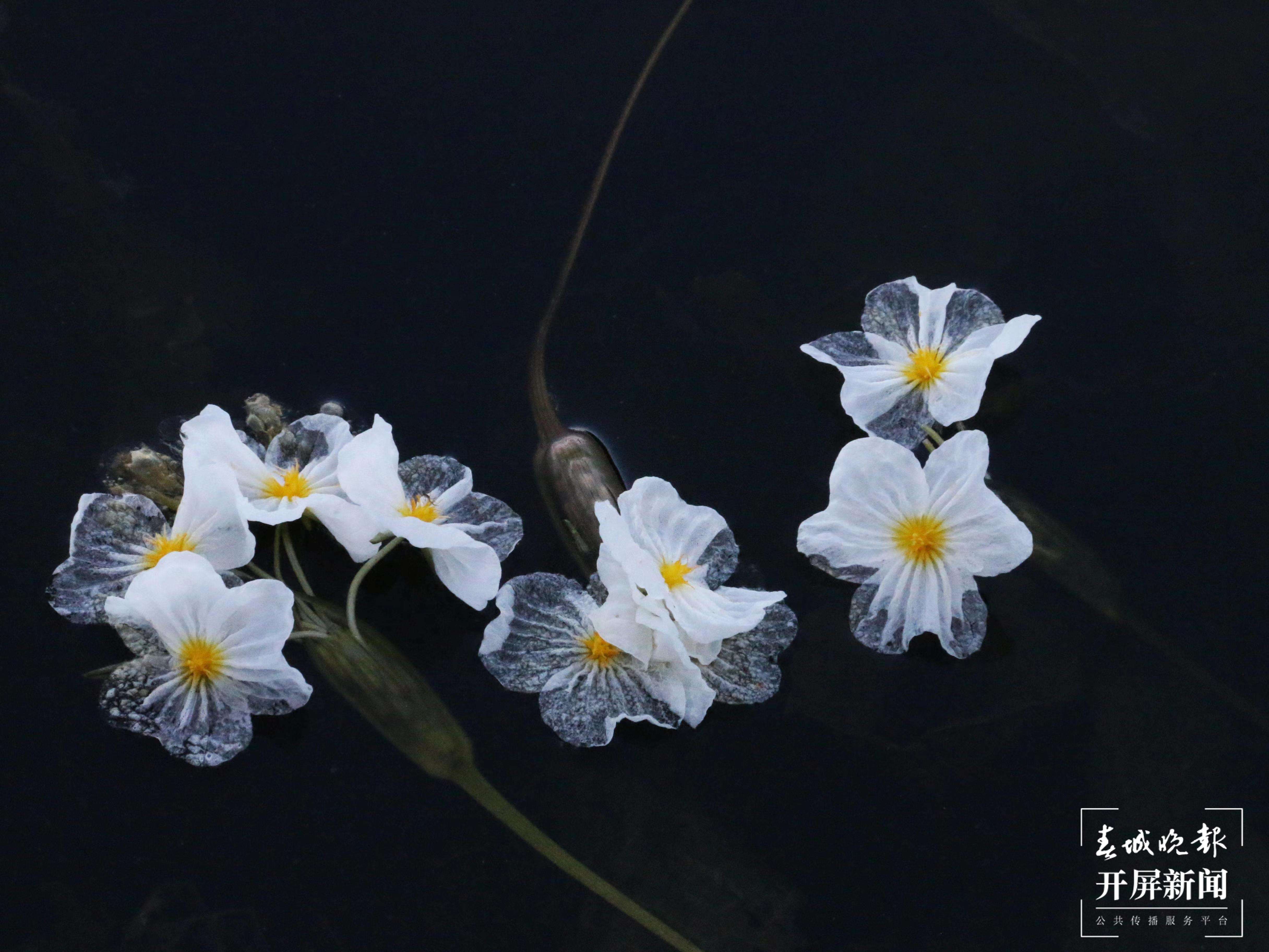 洱滨村海菜花开，太仙了！4.jpg