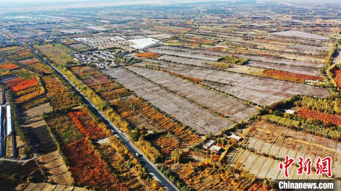 棉田边上,秋风已将白杨树、杏树等树木染的五彩斑斓,处处呈现出一幅丰收的景象。 李靖海 摄