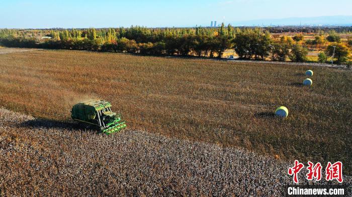 采棉机一次作业只需要20分钟左右,便可产下一个重近3吨的“金蛋蛋”。 李靖海 摄