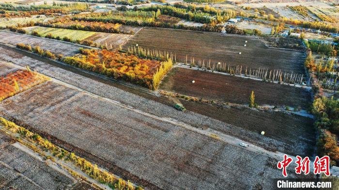 托克逊县伊拉湖镇今年种植的1万多亩棉花迎来丰收季。 胡国凯 摄