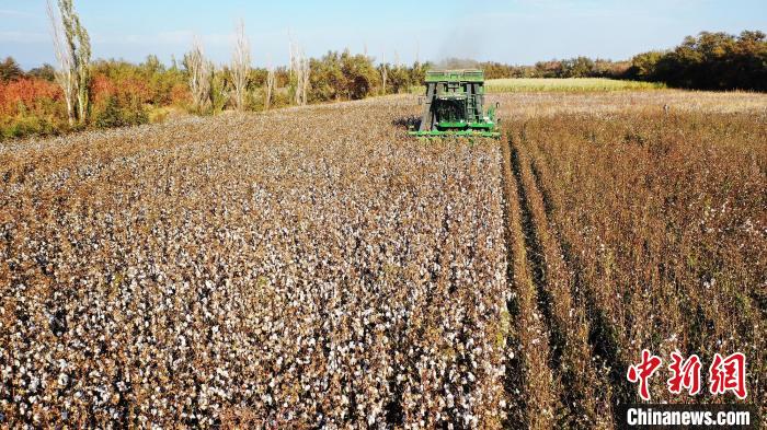 采棉机正在棉田里来回作业采收棉花。 胡国凯 摄