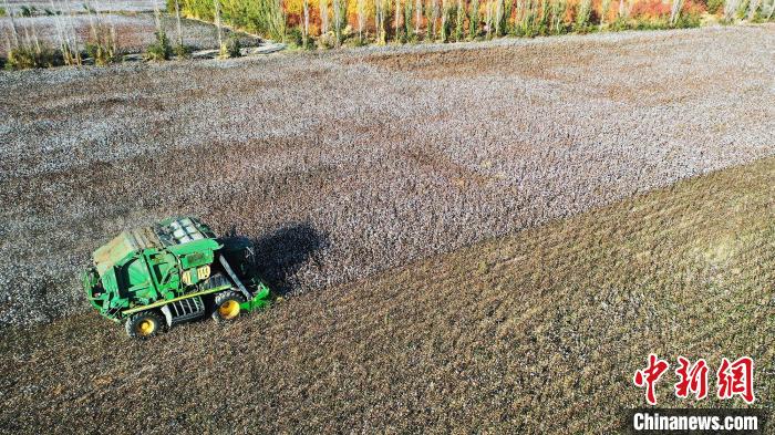 为了确保如期将棉花采收完,采棉机都是24小时作业,每天可完成400多亩棉花的采收。 胡国凯 摄