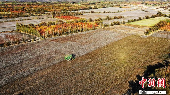 采棉机正在棉田里来回作业采收棉花。 胡国凯 摄