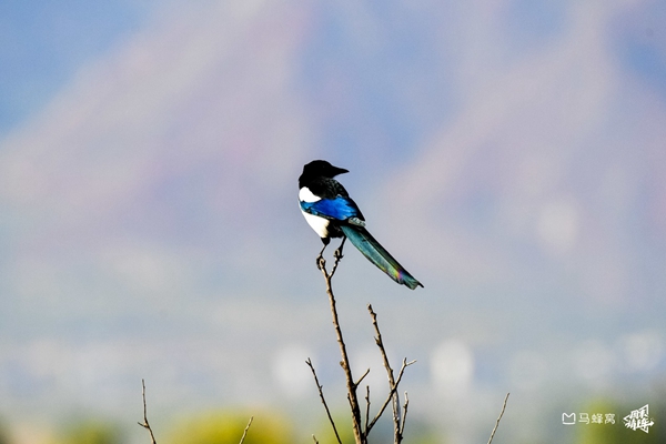 多地迎来“观鸟”黄金期 多地迎来“观鸟”黄金期