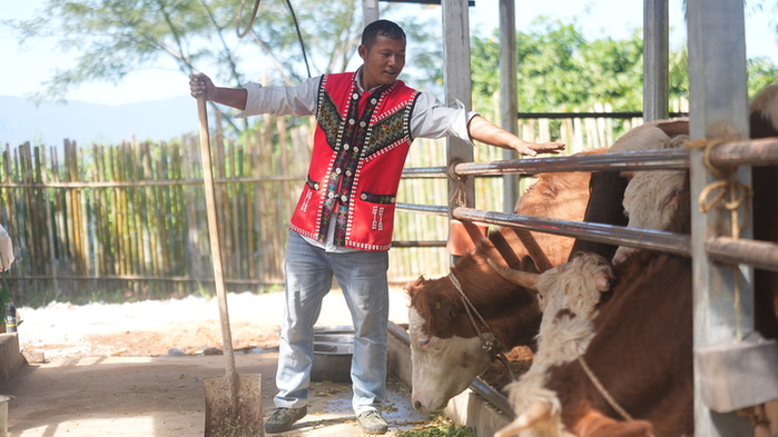 云南西盟：牵住“牛鼻子” 带动群众增收