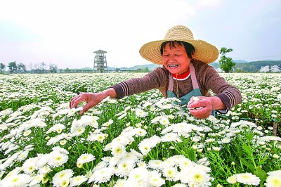 抱团聚力 让兴村富民火更旺