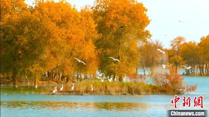 鸟儿成群结伴,时而在沙滩上晒太阳、时而游弋在湖中央觅食。 汪志鹏 摄 鸟儿成群结伴,时而在沙滩上晒太阳、时而游弋在湖中央觅食。 汪志鹏 摄