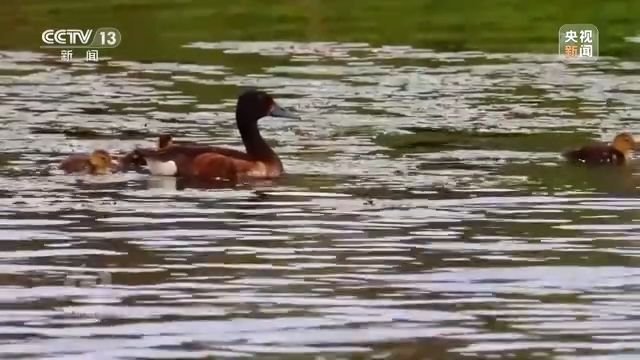 焦点访谈丨以法为盾 守护湿地