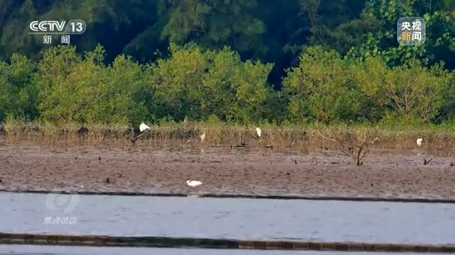 焦点访谈丨以法为盾 守护湿地