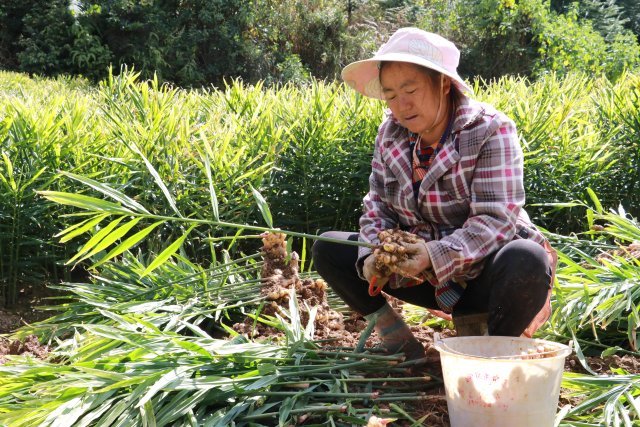 大班碧村民采收小黄姜 拍摄；董艳 时间;2022.11.12.JPG