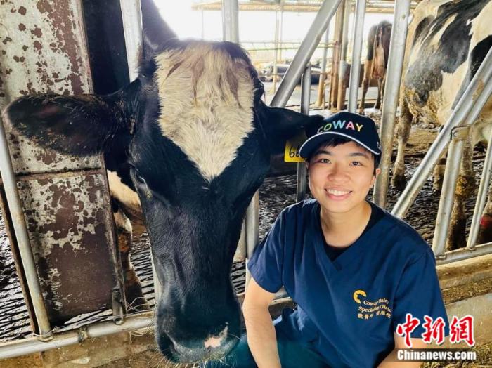 台南康维乳牛专科诊所兽医师雷雁情曾到福州体验当大熊猫“奶妈”,立志做大型草食动物兽医。受访者供图 台南康维乳牛专科诊所兽医师雷雁情曾到福州体验当大熊猫“奶妈”,立志做大型草食动物兽医。受访者供图