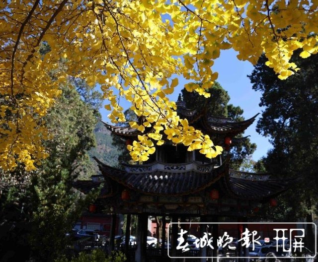 太美！鸡足山上银杏黄~8.jpg