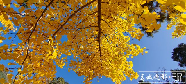 太美！鸡足山上银杏黄~13.jpg
