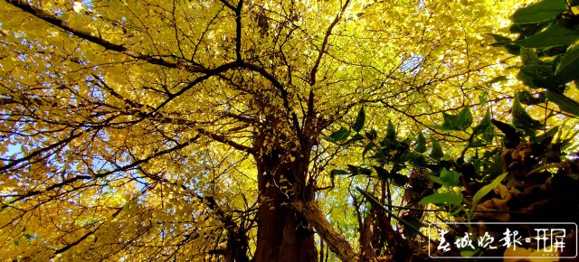 （此为古银杏）太美！鸡足山上银杏黄~1.jpg