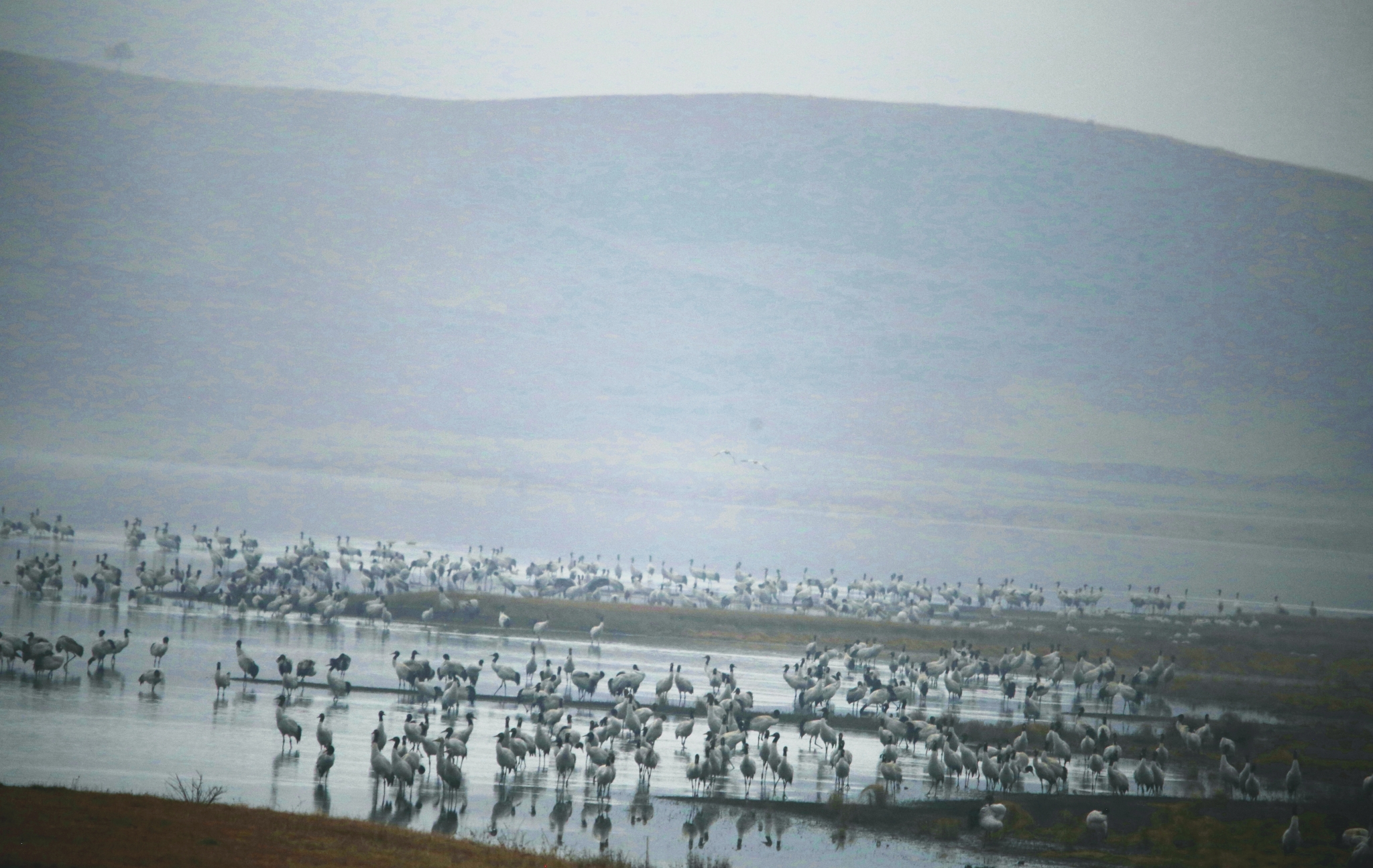 【图5】大山包湿地2260只越冬黑颈鹤数量创历史新高。 吴太平摄