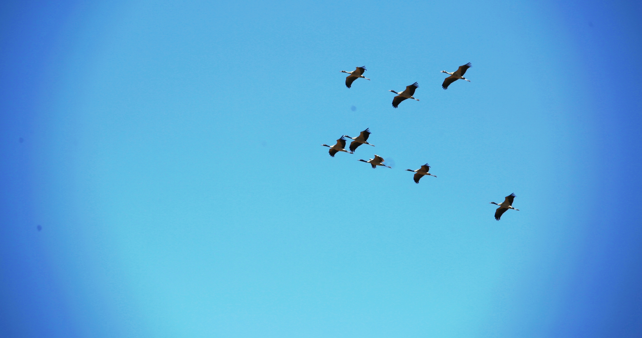 【图6】入冬以来，大批黑颈鹤飞抵大山包湿地栖息越冬。 吴太平摄