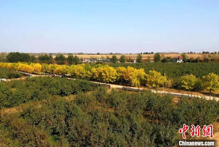 图为当地成片的桃林。　临沭融媒 供图