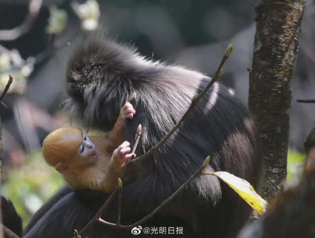 云南龙陵小黑山新添6只金色小猴