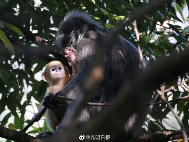 云南龙陵小黑山新添6只金色小猴