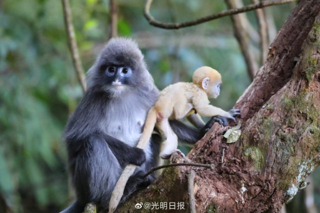 云南龙陵小黑山新添6只金色小猴