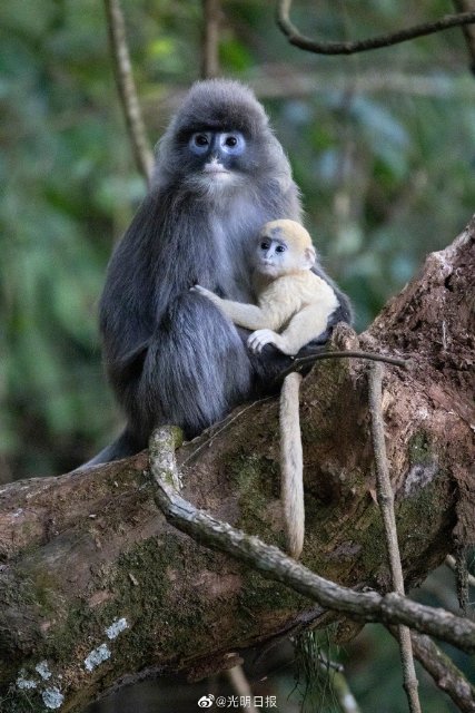 云南龙陵小黑山新添6只金色小猴