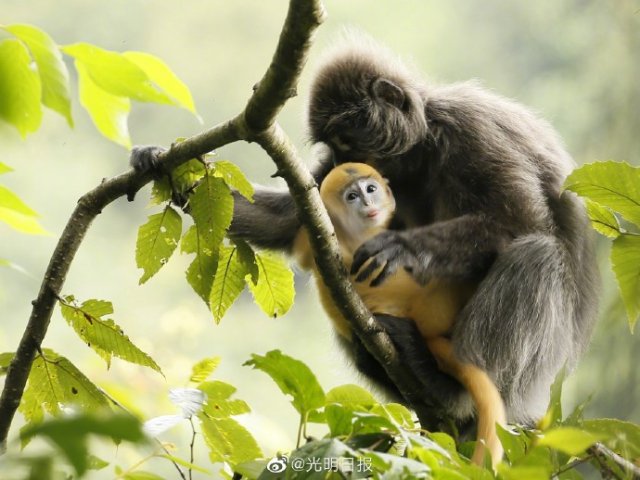 云南龙陵小黑山新添6只金色小猴