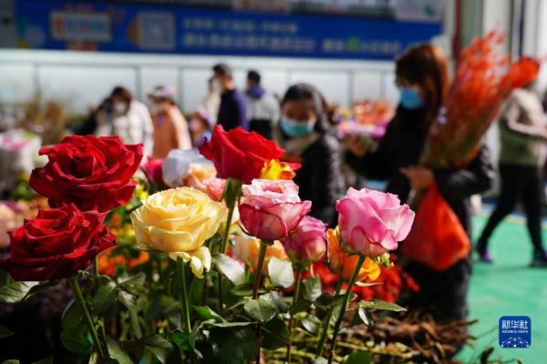 云南昆明：春节临近 鲜花俏销