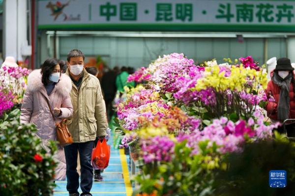 云南昆明：春节临近 鲜花俏销