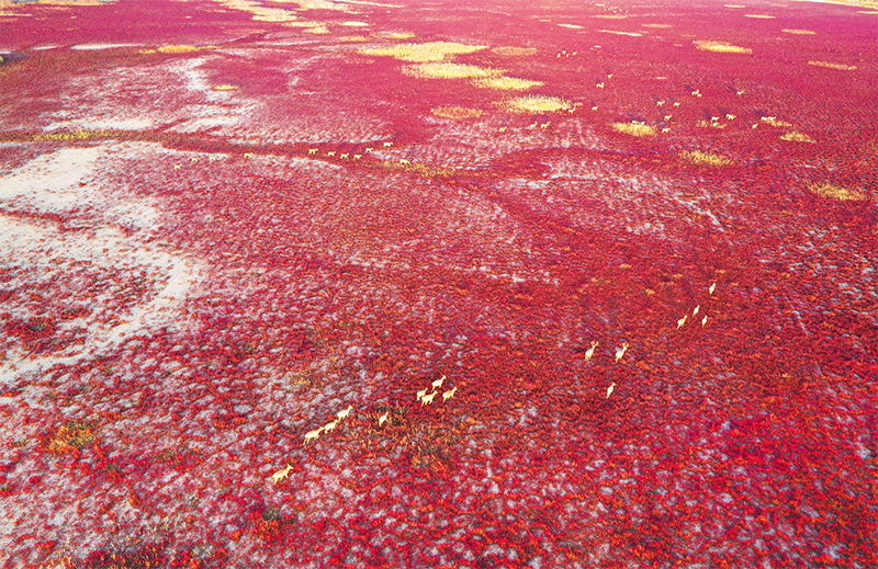 1129282913_16736639950821n