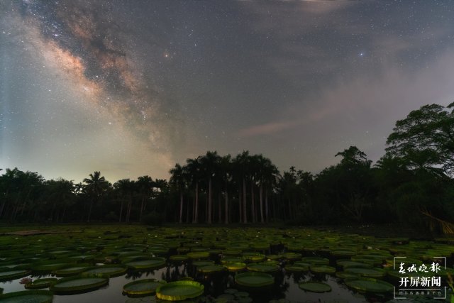 热带植物园之夜-中国科学院西双版纳热带植物园.jpg
