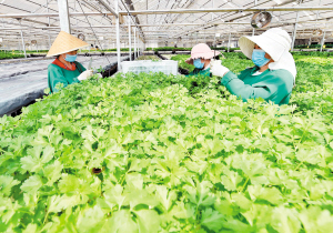 嵩明县小街镇昆明立深新园生物科技有限公司的员工采收有机蔬菜。记者王俊星摄 嵩明县小街镇昆明立深新园生物科技有限公司的员工采收有机蔬菜。记者王俊星摄