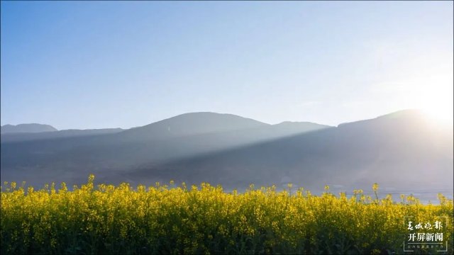 风过开花雨，春色醉千山！大理油菜花开成海！3.jpg