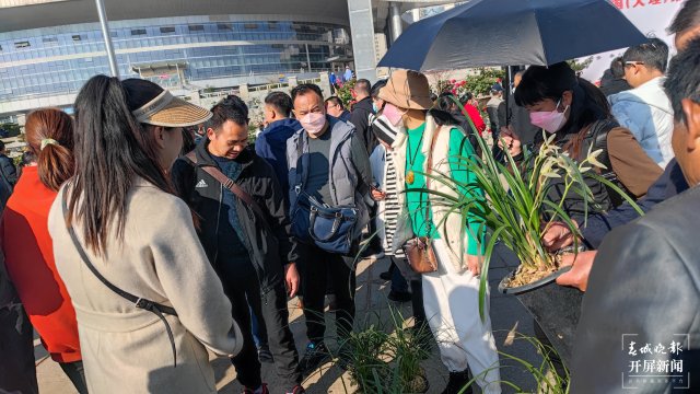 交易火爆！第十三届中国（大理）国际兰花茶花博览会开幕 春城晚报-开屏新闻记者 杨维琦 杨茜 摄影报道8.jpg