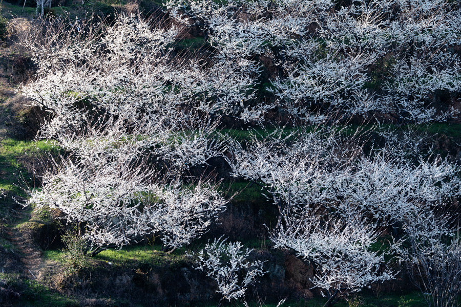 洁白花海宛若雪景，美如幻境。连城县融媒体中心供图