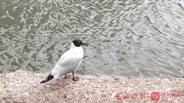 红嘴鸥已穿上“婚纱”要回繁殖地了　