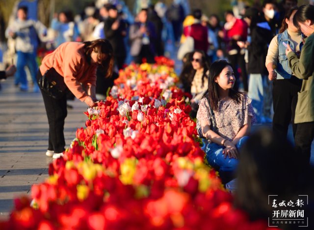 翠湖8万余株郁金香迎来盛花期（龙宇丹 摄）