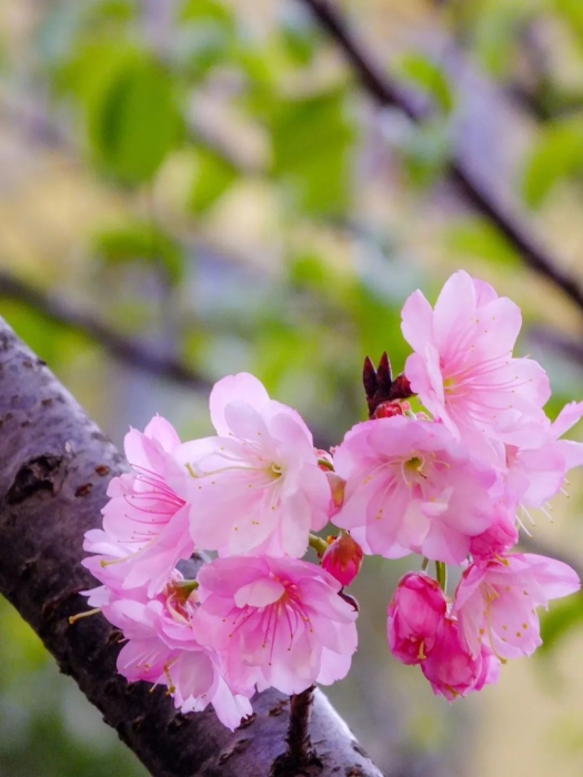昆明市盘龙区联盟小学
