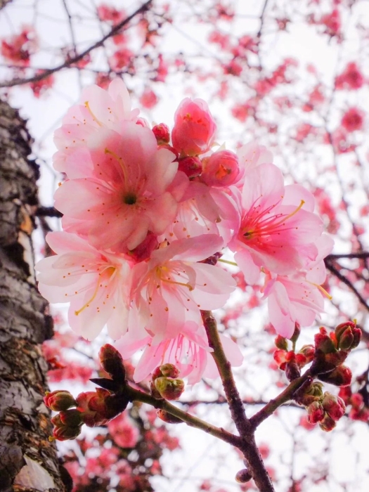 昆明市盘龙区联盟小学