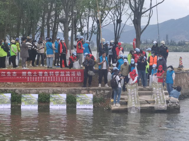 8000余尾滇池金线鲃放流昆明滇池