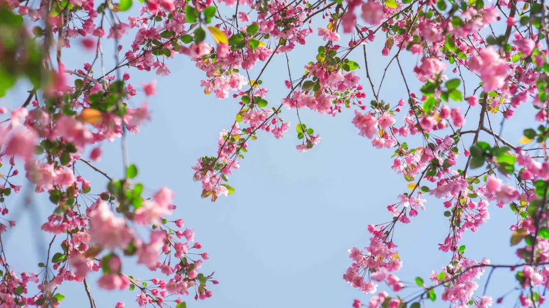 海棠花 杨国辉摄 (2).jpg 图片