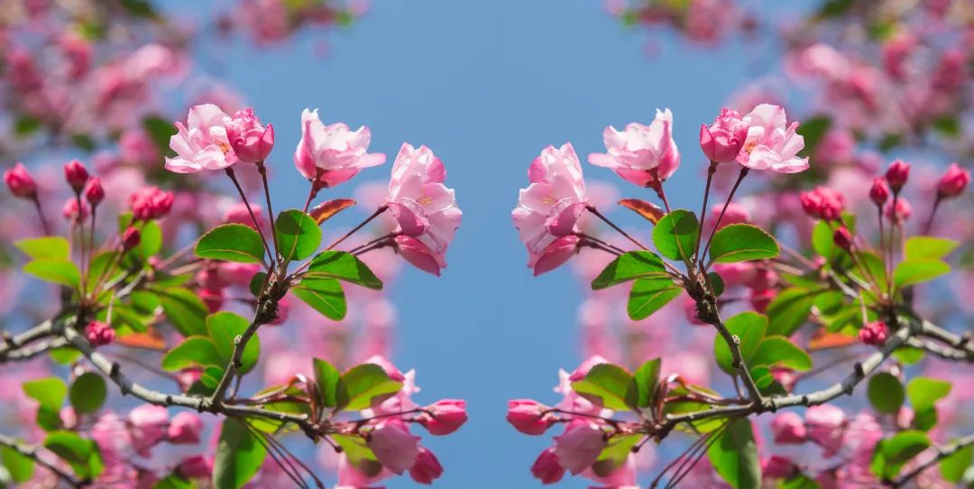 海棠花 杨国辉摄 (7).jpg 图片