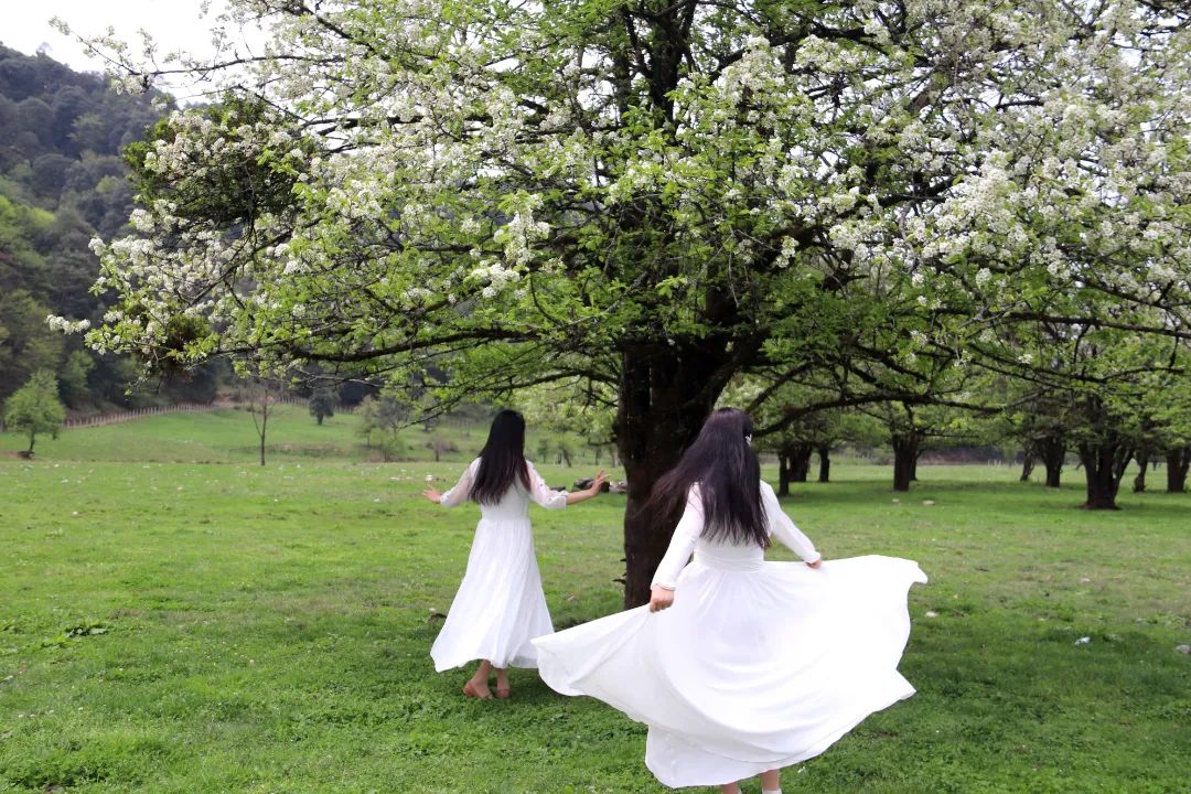 大竹坝梨花 劳海山 摄 1.jpg 图片