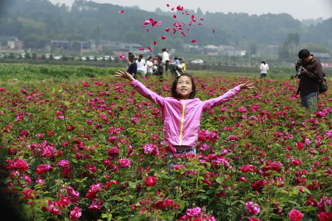 凤来玫瑰花基地20150509JPG刘正凡摄 (119).JPG 图片