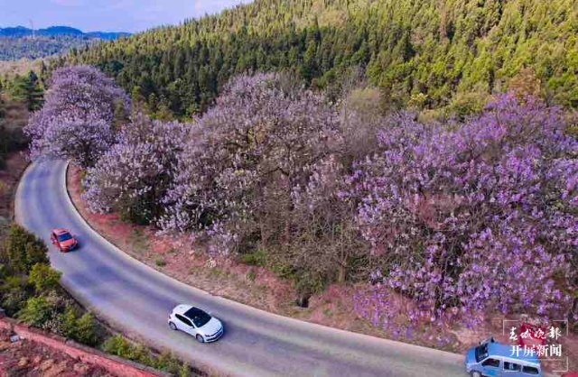 昆明黑筇公路泡桐花开如瀑 春城晚报-开屏新闻记者 龙宇丹 摄影报道