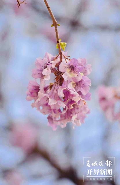 昆明黑筇公路泡桐花开如瀑 春城晚报-开屏新闻记者 龙宇丹 摄影报道