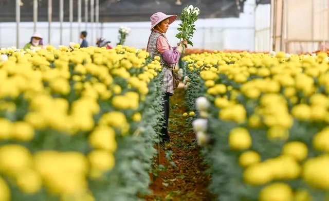 云花（图源 新华社）