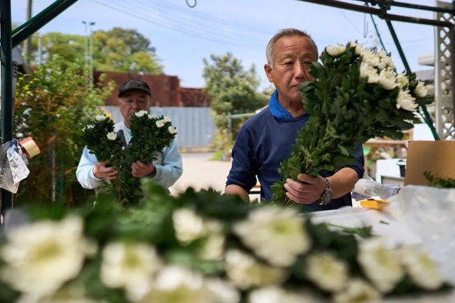 云花（图源 新华社）