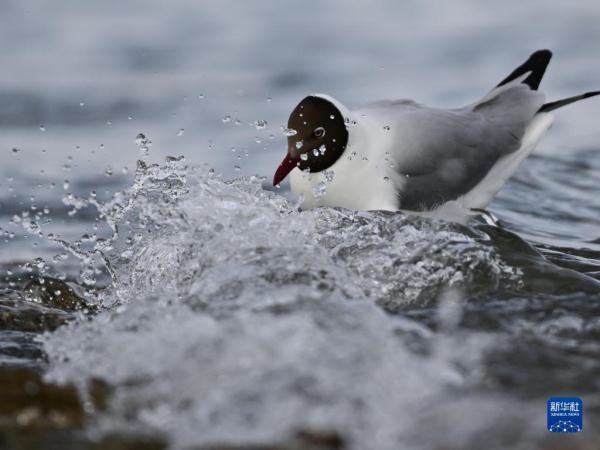 春临青海湖 春临青海湖