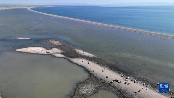 春临青海湖 春临青海湖